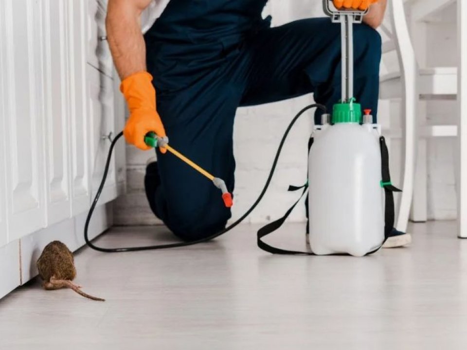 Rodent and Wildlife Control Services in Baltimore MD