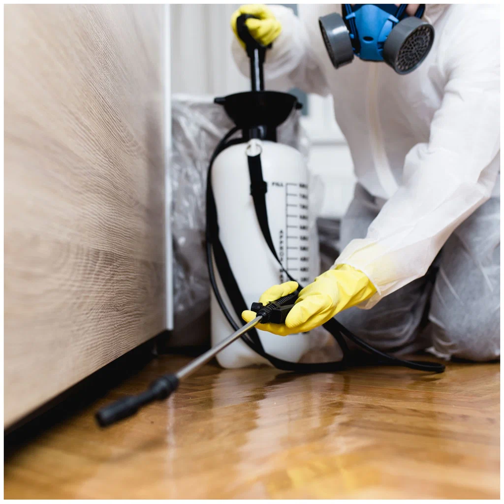 Affordable Pest Control in Laurel MD Without Compromising Quality