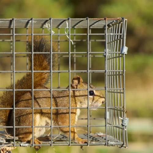 Protect Your Home and Business from Rodents and Wildlife Services in Laurel MD