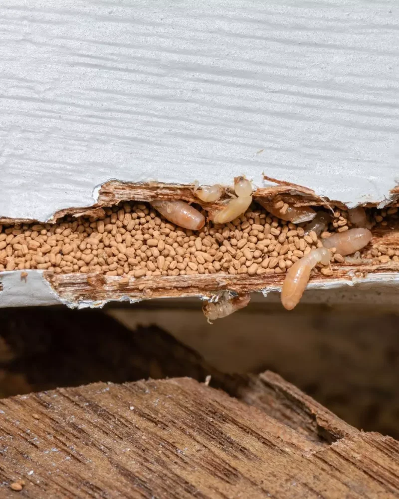 Termite Control and Extermination Services in Baltimore MD