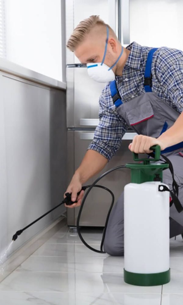 Types of Pest Control Services Offered