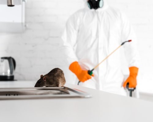 Rodent and Wildlife Control Process